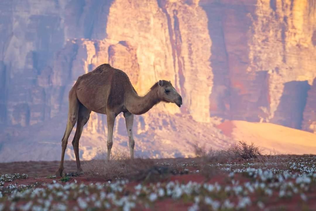 Wadi Rum Moon Camp ภายนอก รูปภาพ